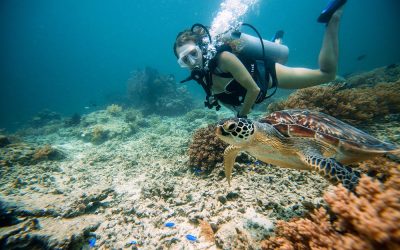 Gili Trawangan Underwater. Credit by https://www.tommyschultz.com/blog/gili-trawangan-turtles/